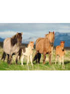 Puzzle Pferdefamilie, 200 Teile