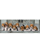 Clementoni Panorama Hunde Beagles, 1000 Teile