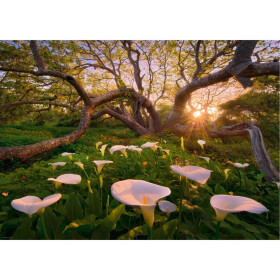 Puzzle Calla Clearing Standard, 1000 Teile