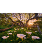 Puzzle Calla Clearing Standard, 1000 Teile