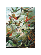 Piatnik Haeckel - Kolibris 1000 T