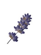 Florascent Aroma Spray Lavendel, 15 ml