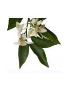Florascent Aroma Spray Neroli, 15 ml