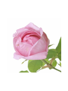 Florascent Aroma Spray Rose Absolue, 15 ml