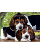 Puzzle Hunde, 500 Teile