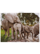 Ambassador Wildtier Familien 3x1000 Teile (Donal Boyd)