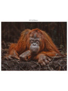 Ambassador Wildtiere Blickkontakt 3x1000 Teile (Donal Boyd)