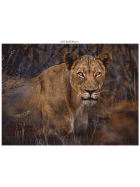 Ambassador Wildtiere Blickkontakt 3x1000 Teile (Donal Boyd)