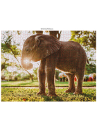 Ambassador Wildtiere Afrika 3x1000 Teile (Donal Boyd)