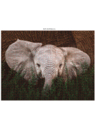 Ambassador Wildtiere 3x1000 Teile (Donal Boyd)