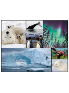 Ambassador Bodenpuzzle Polar 48 Teile