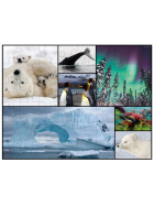 Ambassador Bodenpuzzle Polar 48 Teile
