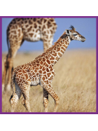 Ambassador Giraffen 100 Teile