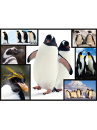Ambassador Pinguine 1000 Teile