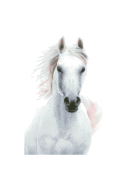 Diamond Painting Pferd weiss